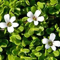 bacopa